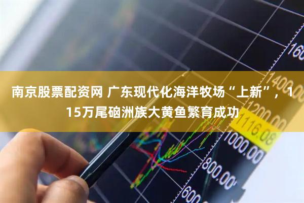 南京股票配资网 广东现代化海洋牧场“上新”，115万尾硇洲族大黄鱼繁育成功